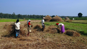 В Индии хотят запретить позднеспелые сорта риса